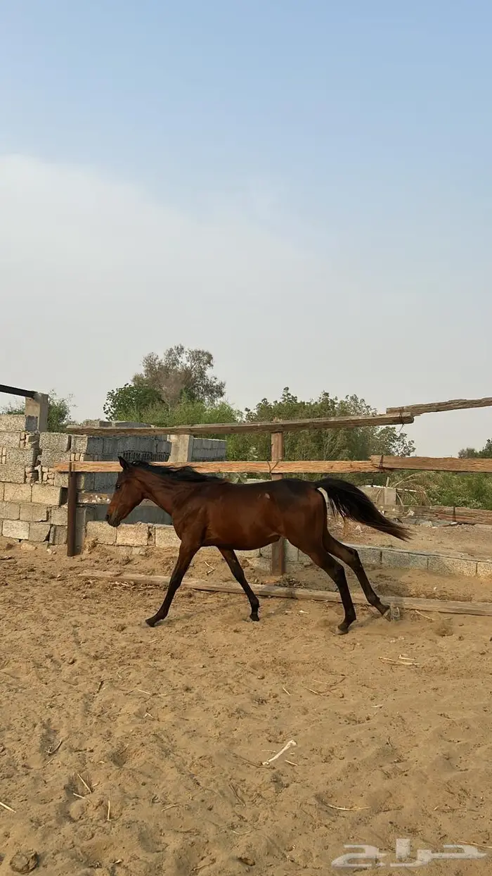 خيل 9