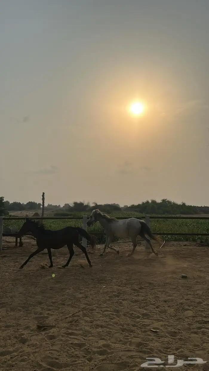خيل 0
