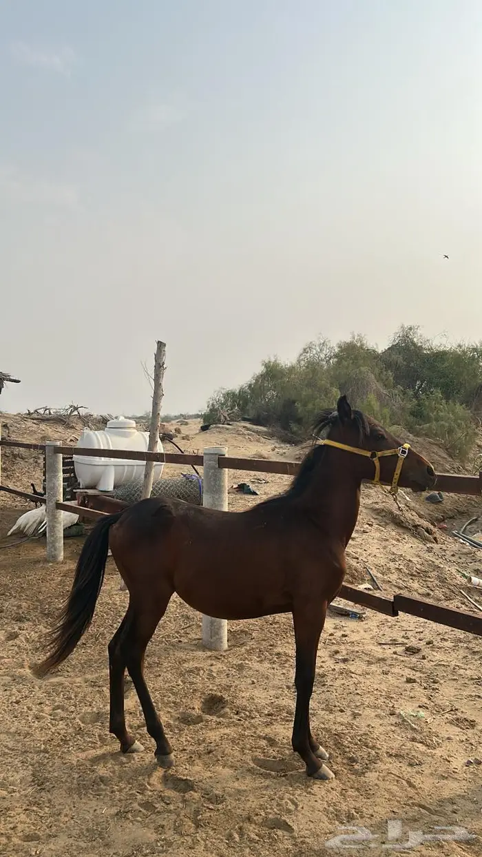 خيل 8