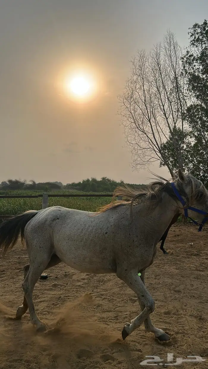 خيل 1