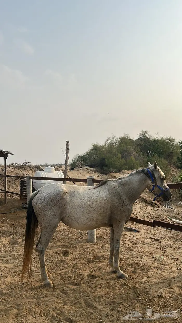 خيل 4