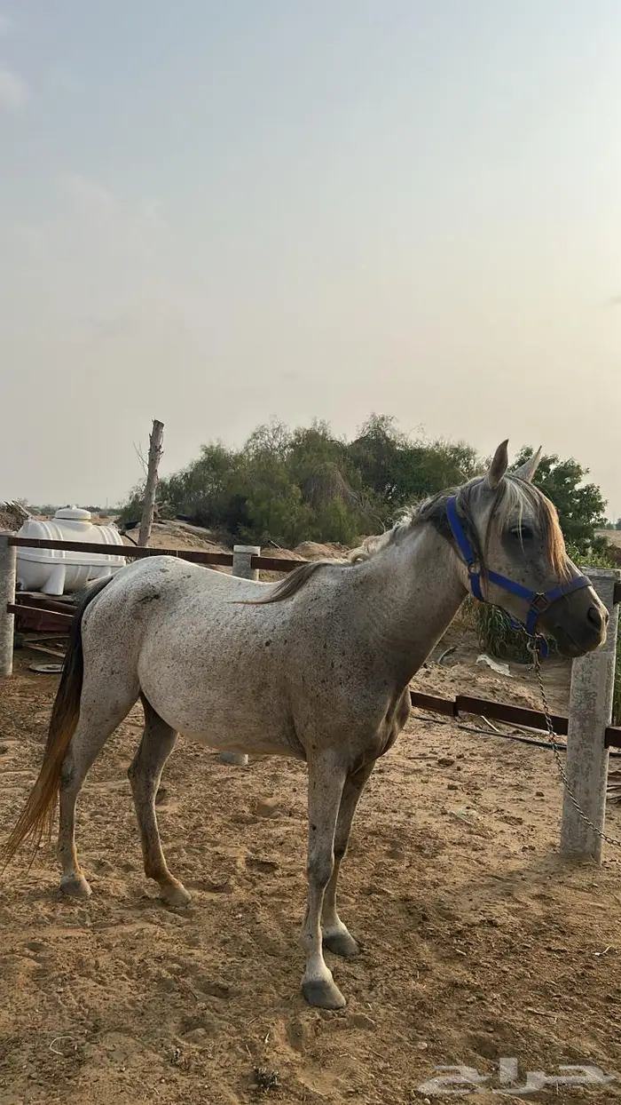 خيل 3