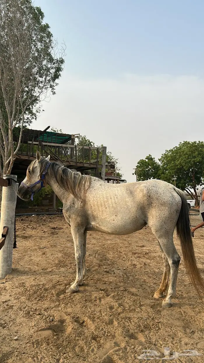 خيل 5