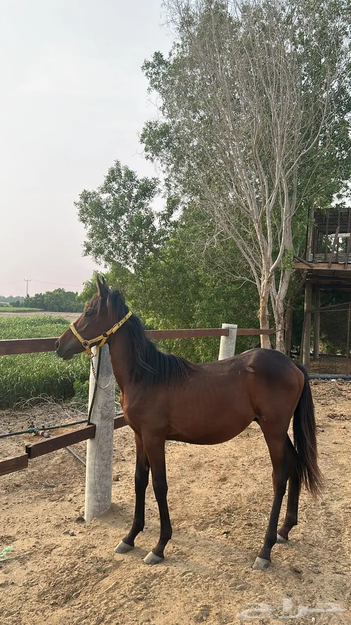 خيل 6