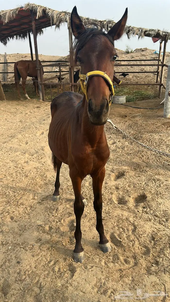خيل 7