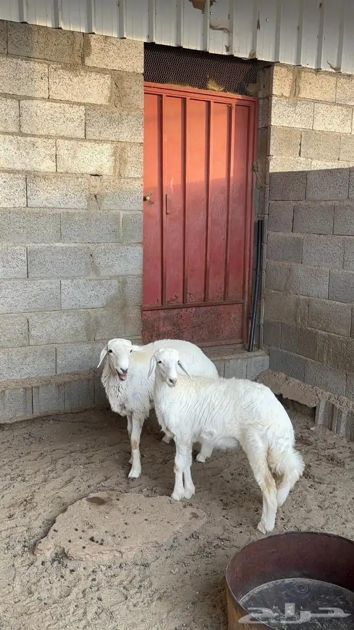 بهم خروف ورخل 5