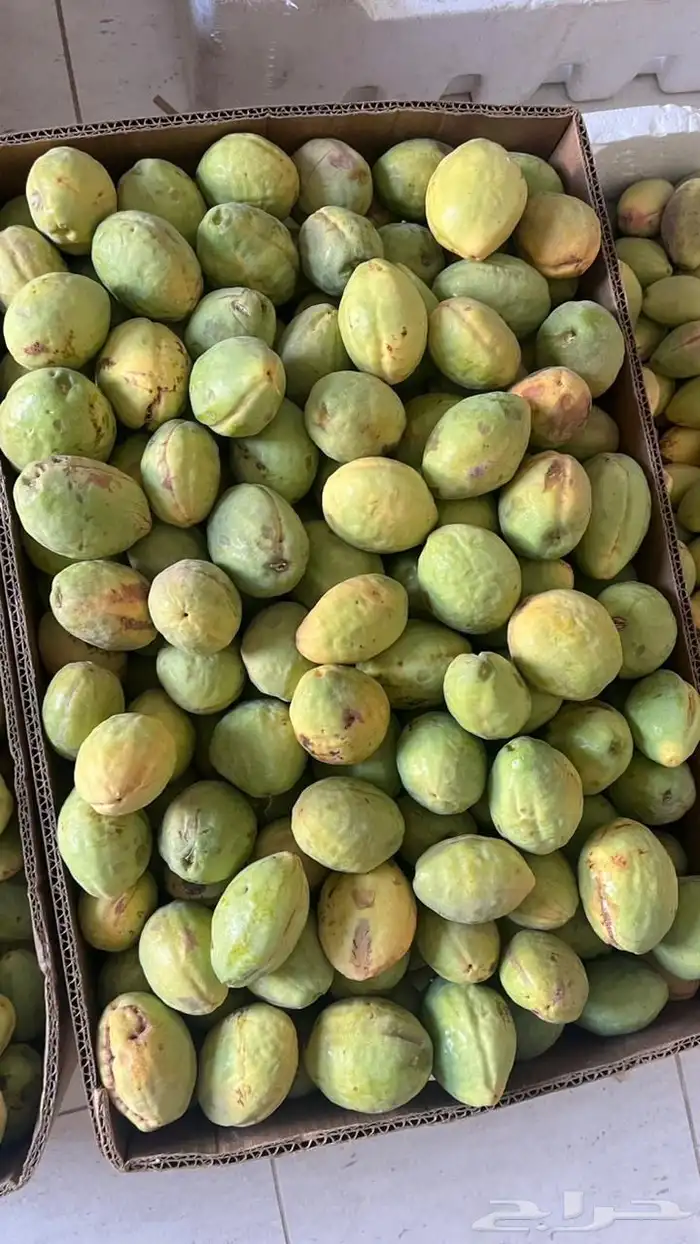 لوز 0