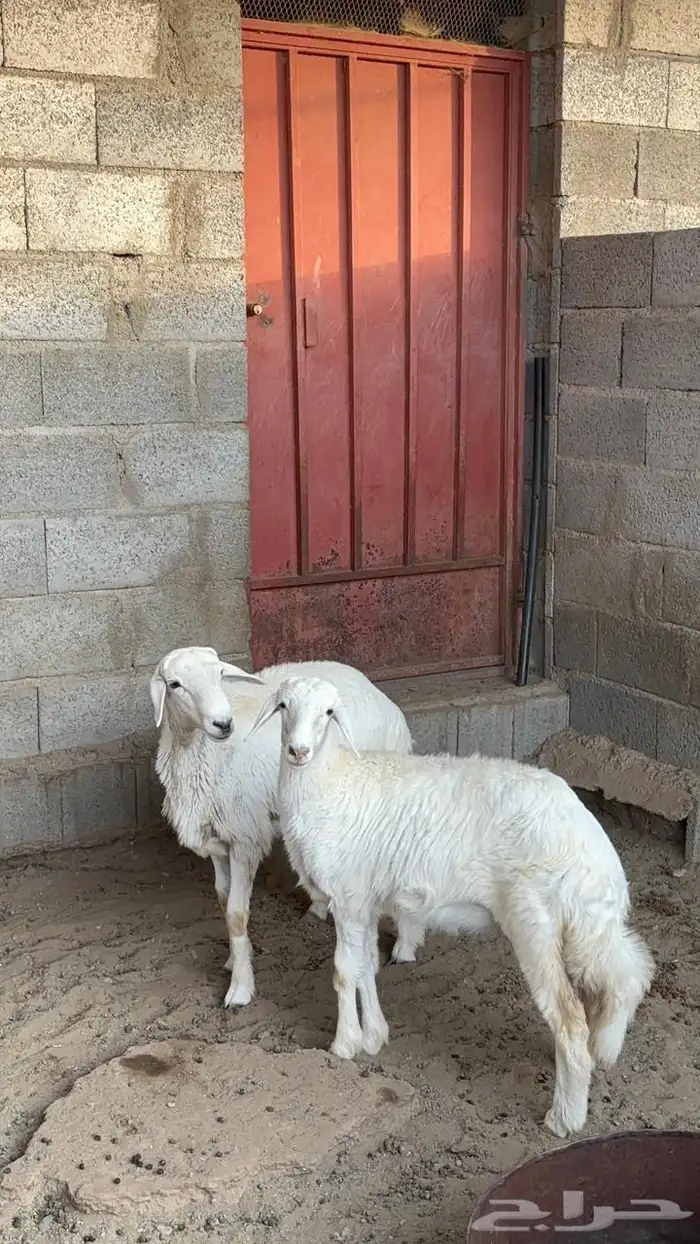 بهم خروف ورخل 3