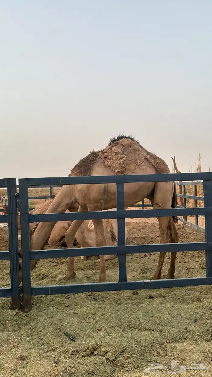 قعود عمره من سنة ونص ويوجد مقطع انتاج عندي 0