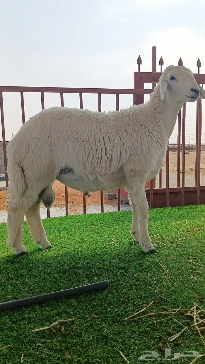 تقسيط ذبايح ت 3