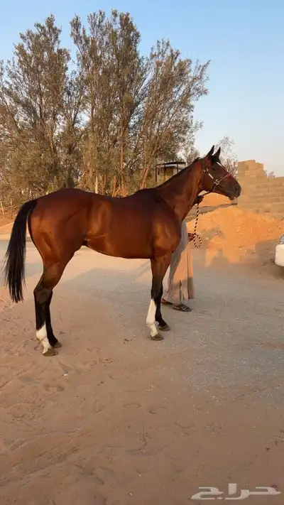 حصان سباق انقليزي index