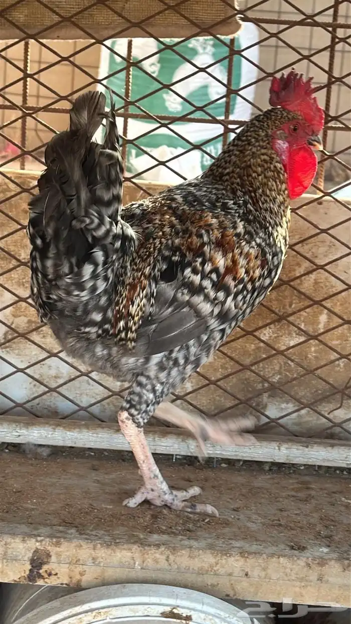 9 ديكه 2