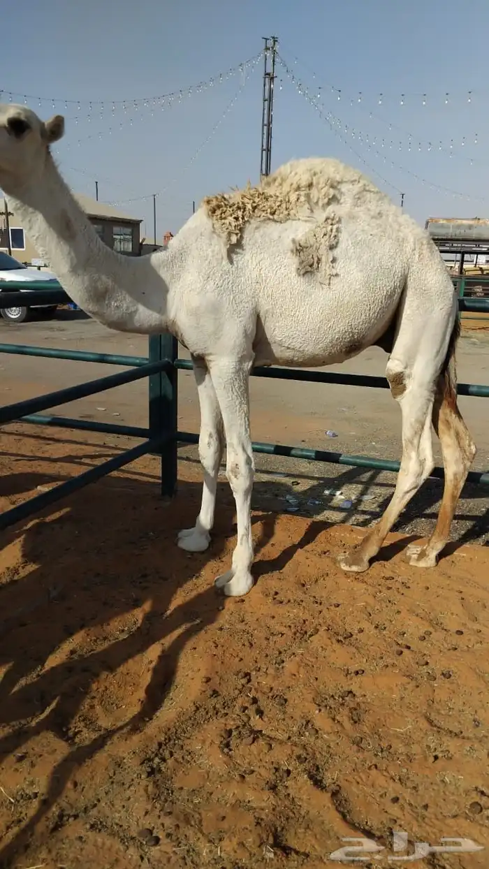 قعود مفرود سمين 0