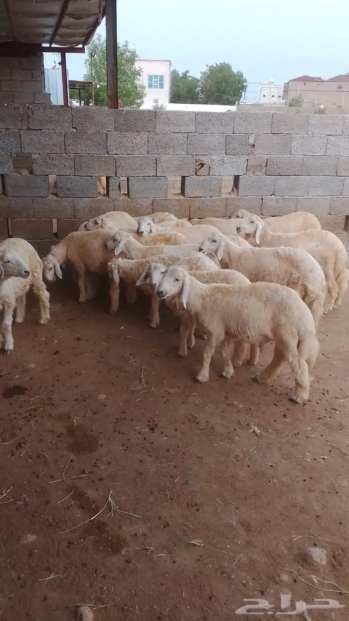 خرفان للبيع حري 2