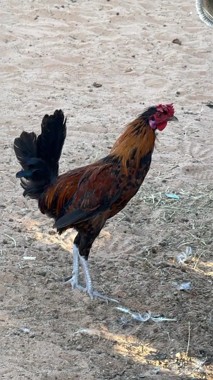 9 ديكه 7