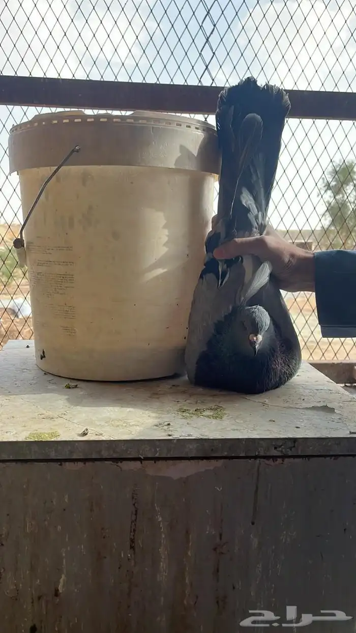 حمام زينه 1