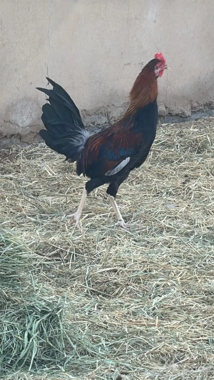 9 ديكه 1