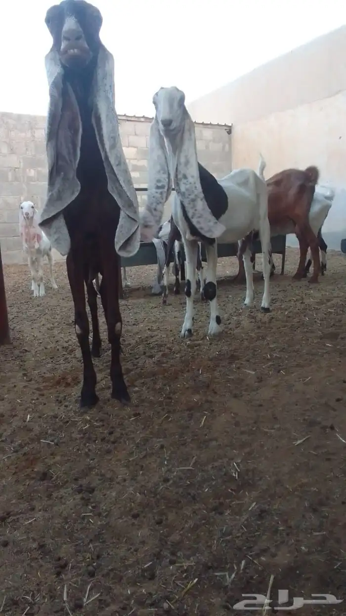 ماعز هولنديه 0