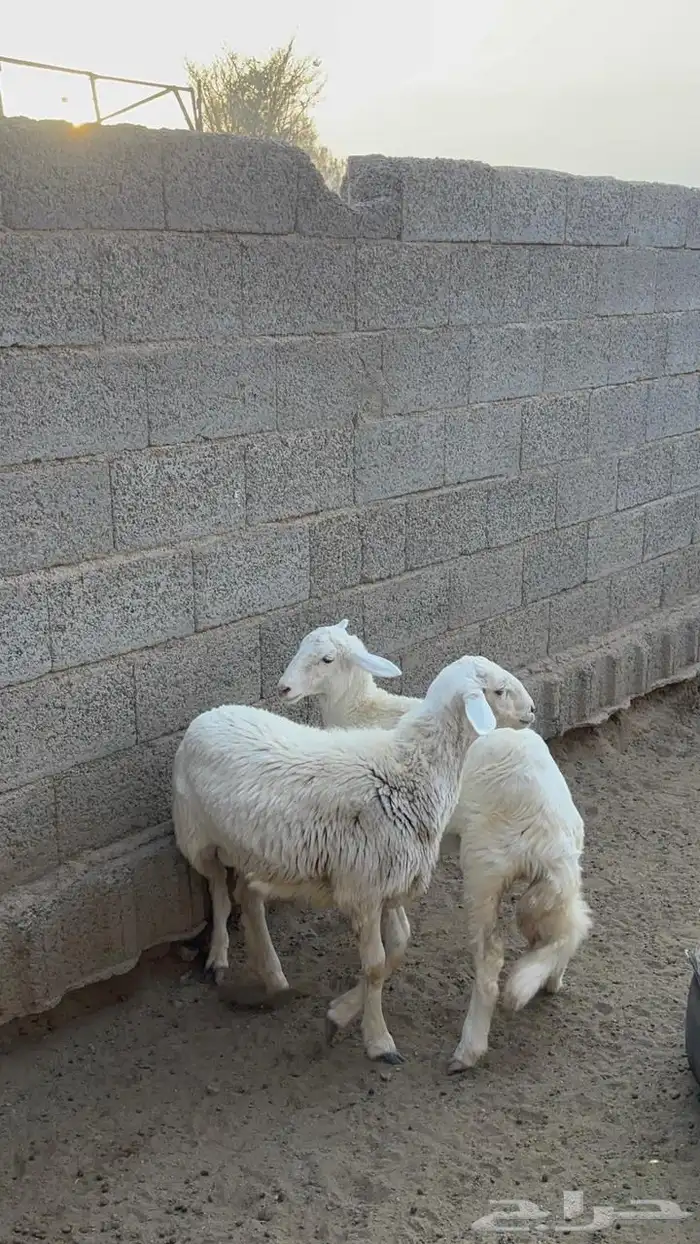 بهم خروف ورخل 2