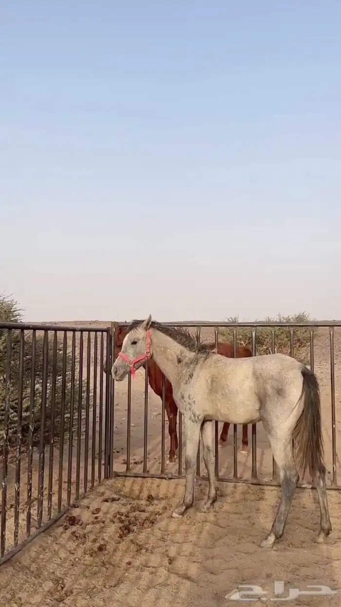 مهره 3
