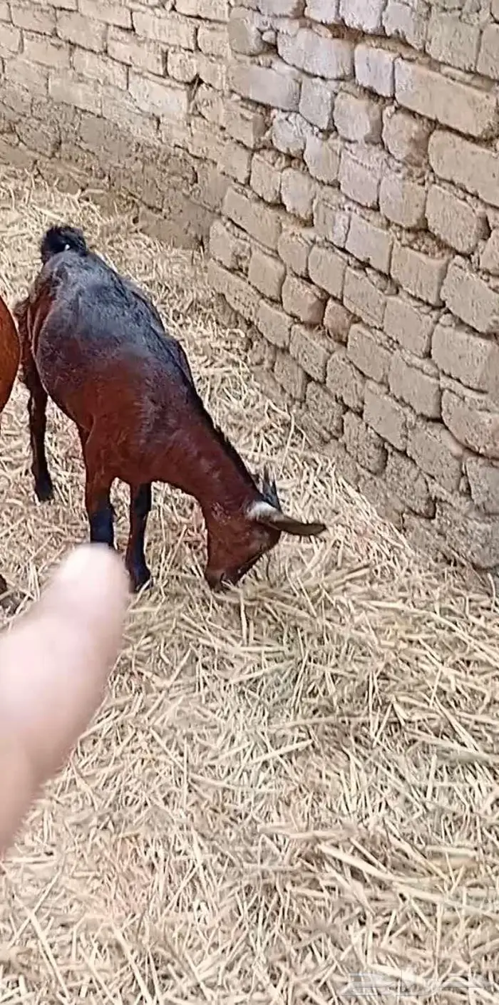 دفيع ليس للذبح 5