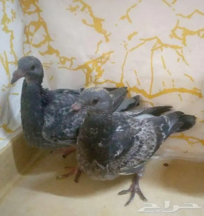 زاجل سباق طبة جان اردن جاهزة مجرب اخوانها ابطال 2