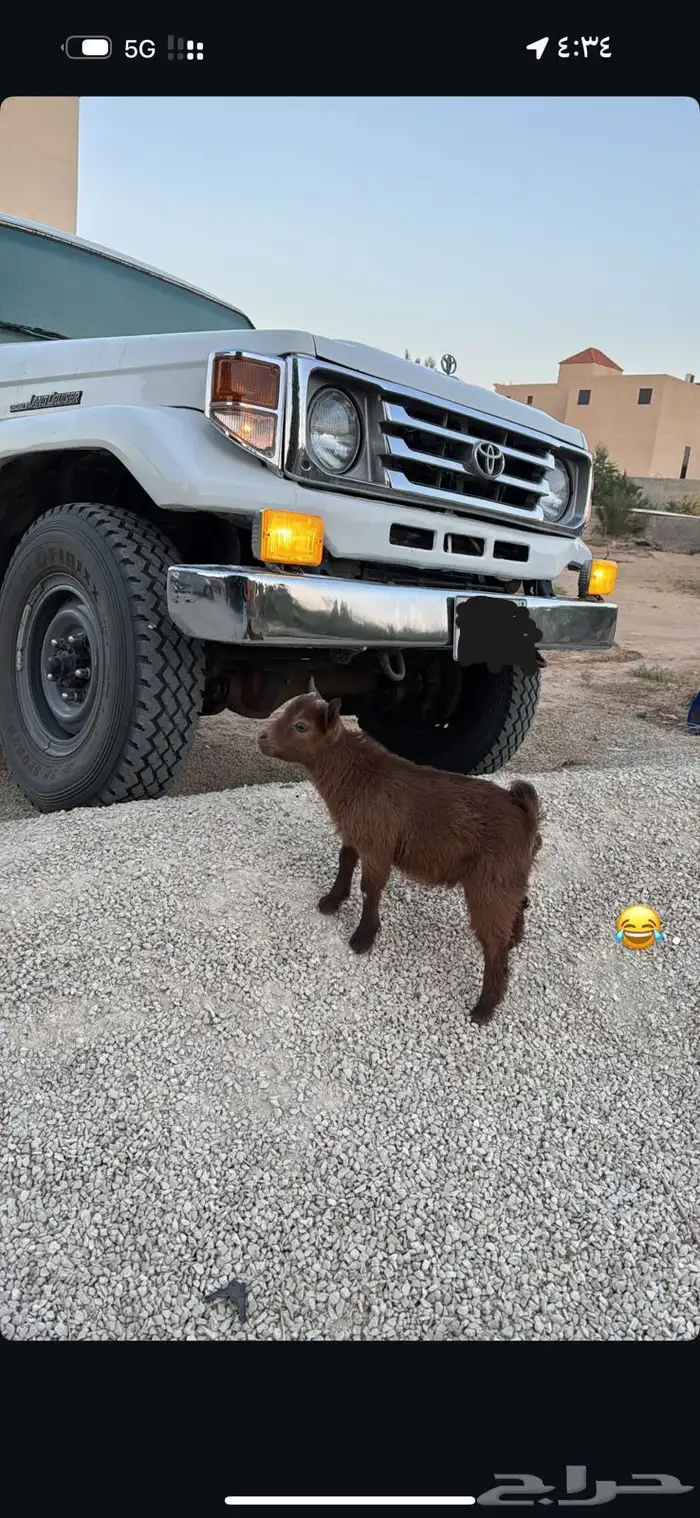 تيس قزمي 0