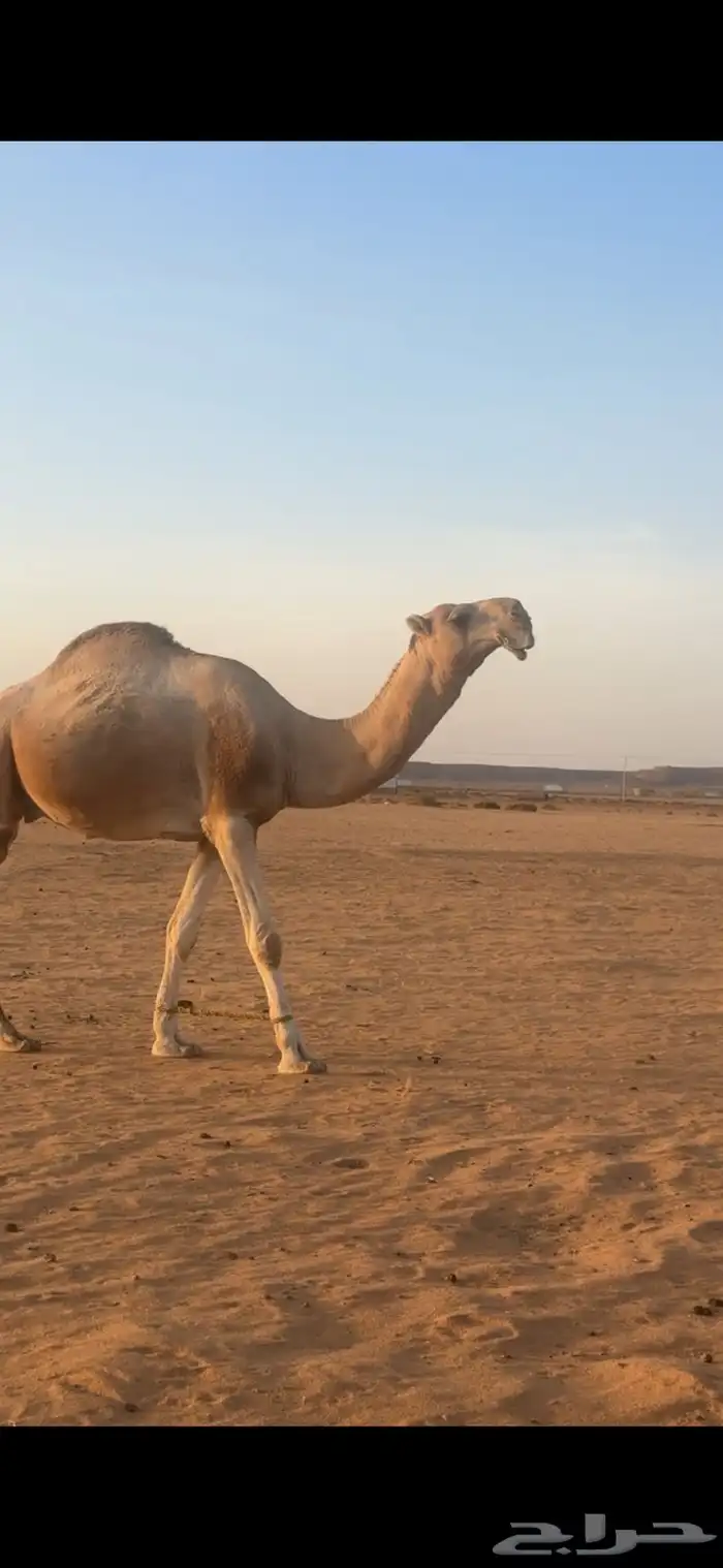 للبيع فحل اشقح طيب 0