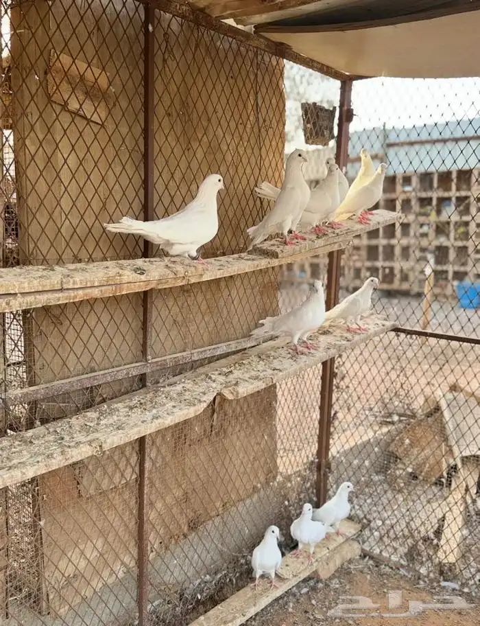 للبيع قطايف غرانيق 1