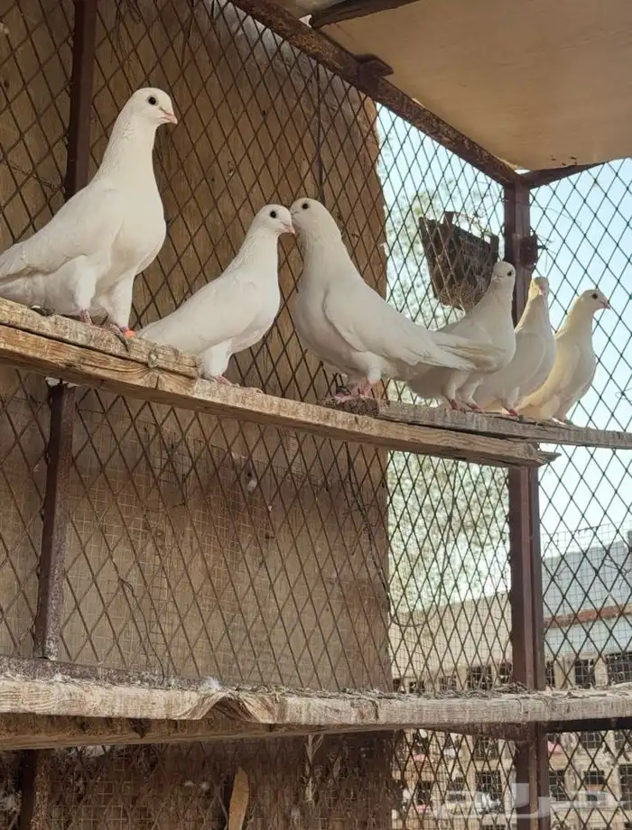 للبيع قطايف غرانيق 2