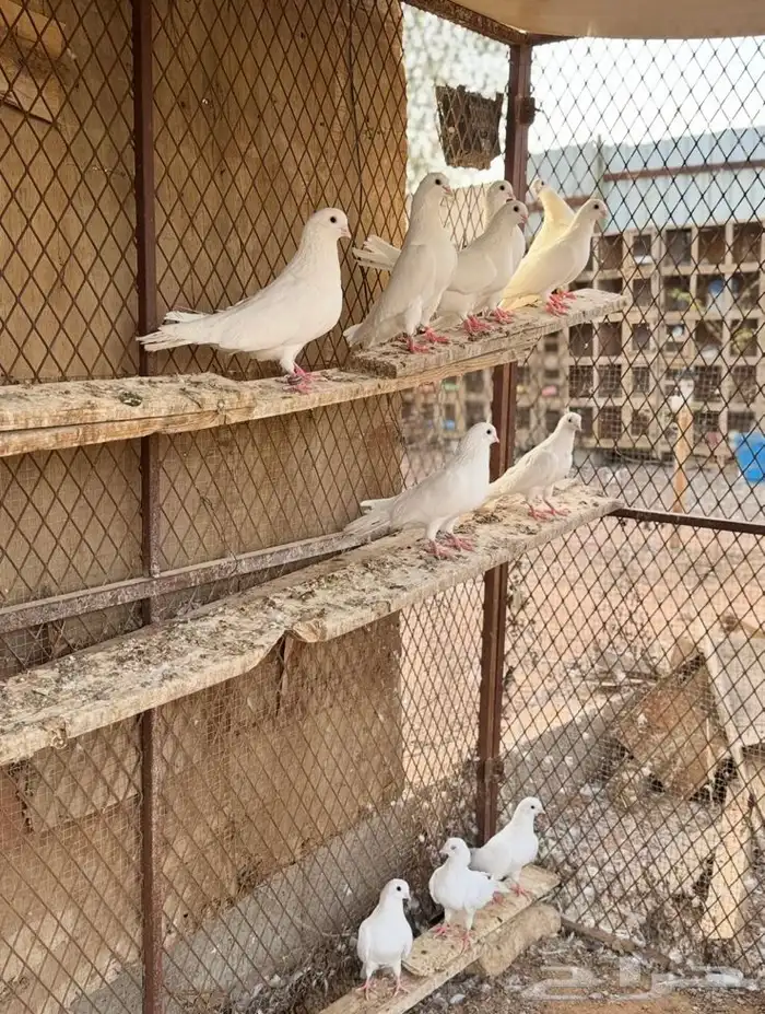 للبيع قطايف غرانيق 5