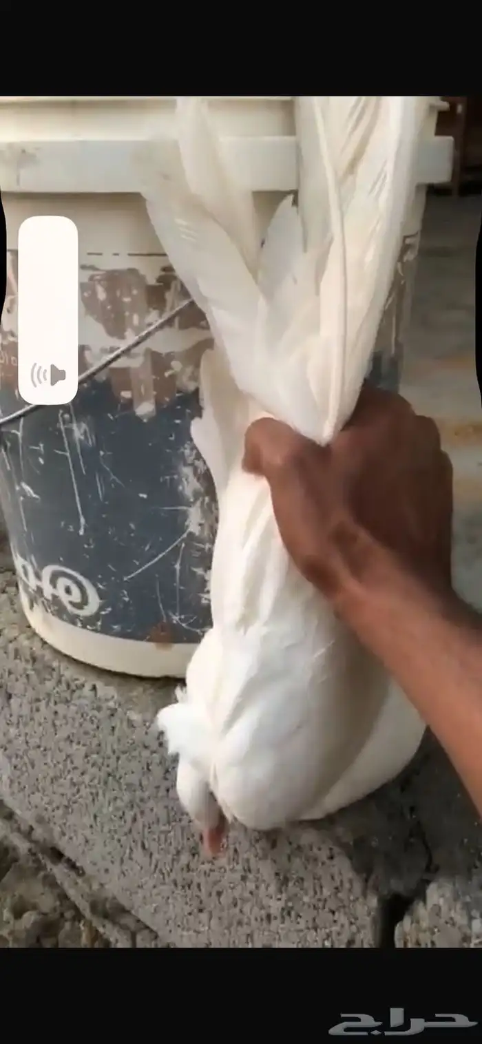حمام زينه 0