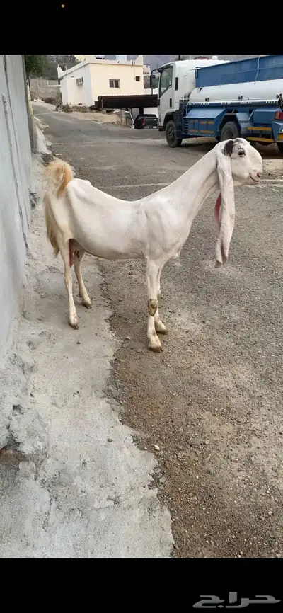 عنز بيضاء فاخرة 0