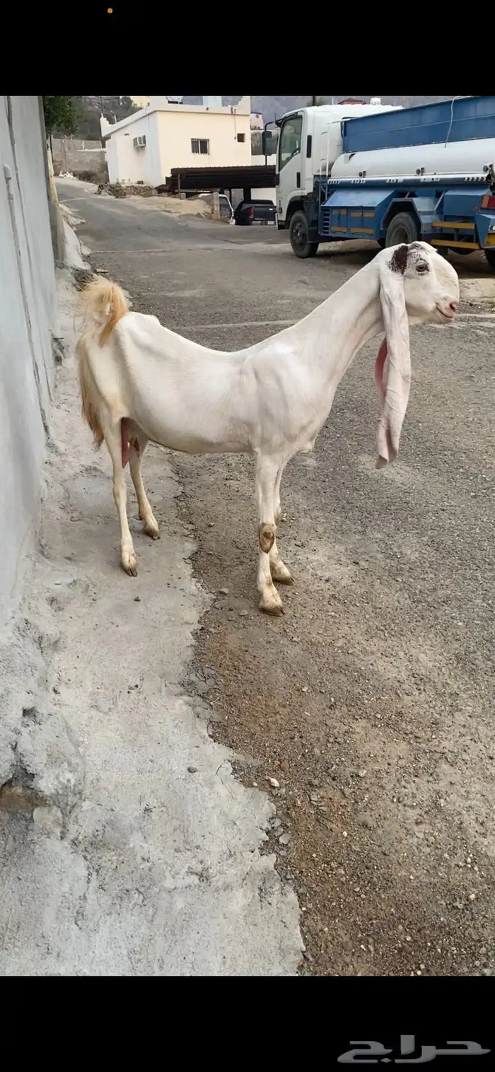 عنز بيضاء فاخرة 0