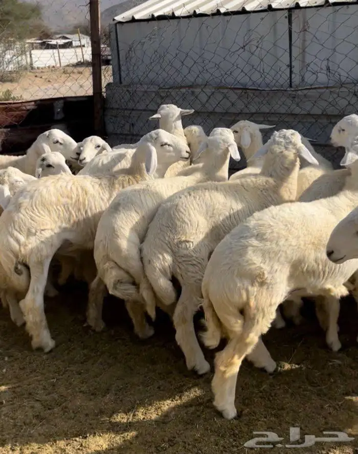 ذبايح طليان حريه سواكن مع التوصيل 12