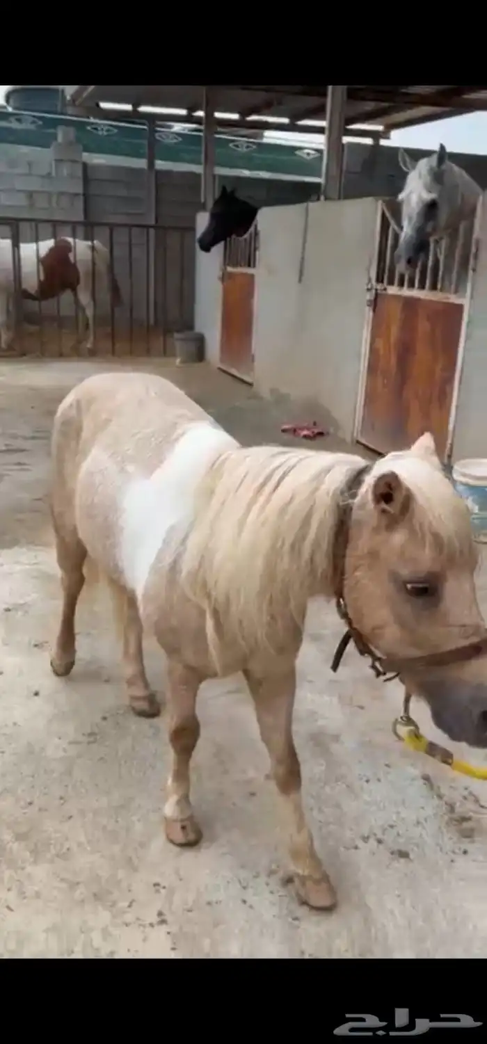 سيسيه عمره 6 سنوات سليمه 2