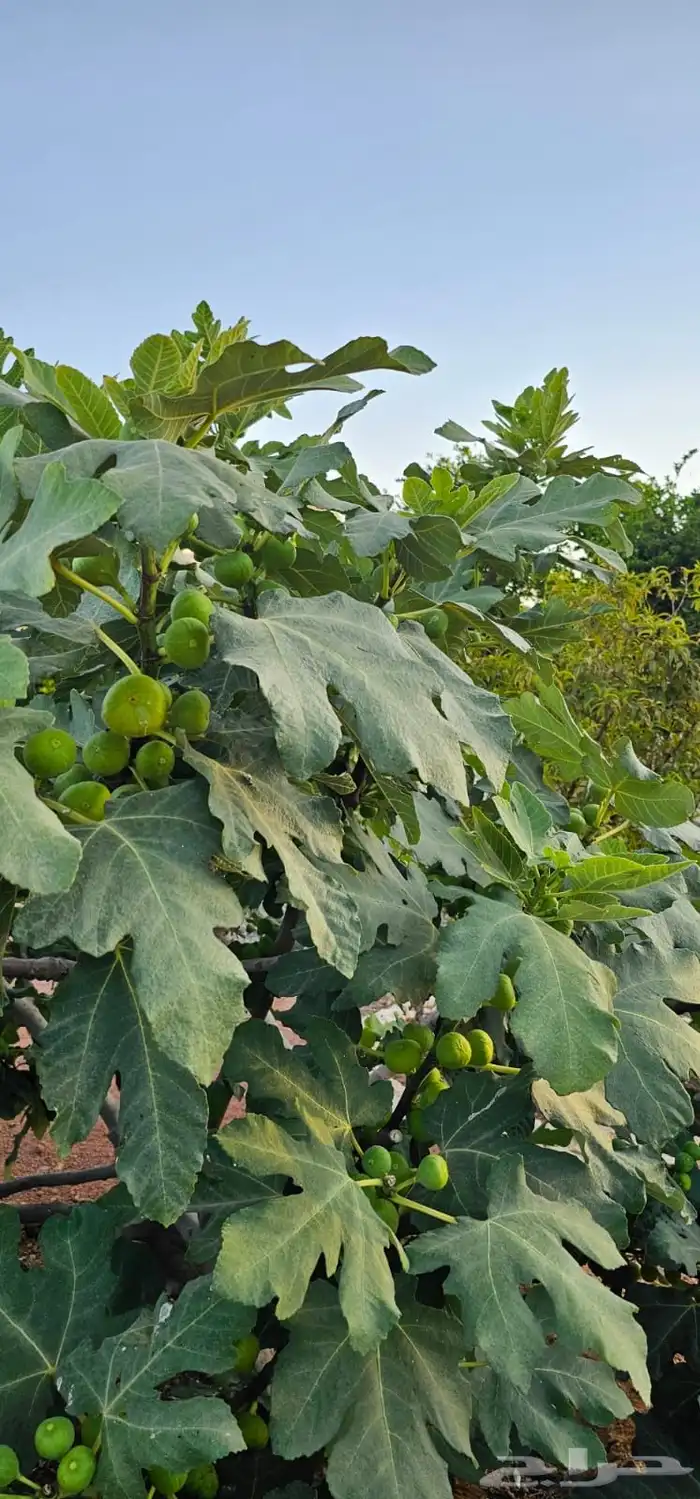للبيع مزرعة بحائل قرية الشعلانية 50 ألف متر بصك مشاع 24