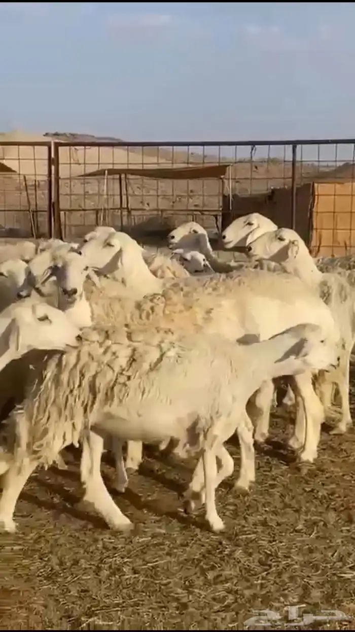 حريات دفيع 7