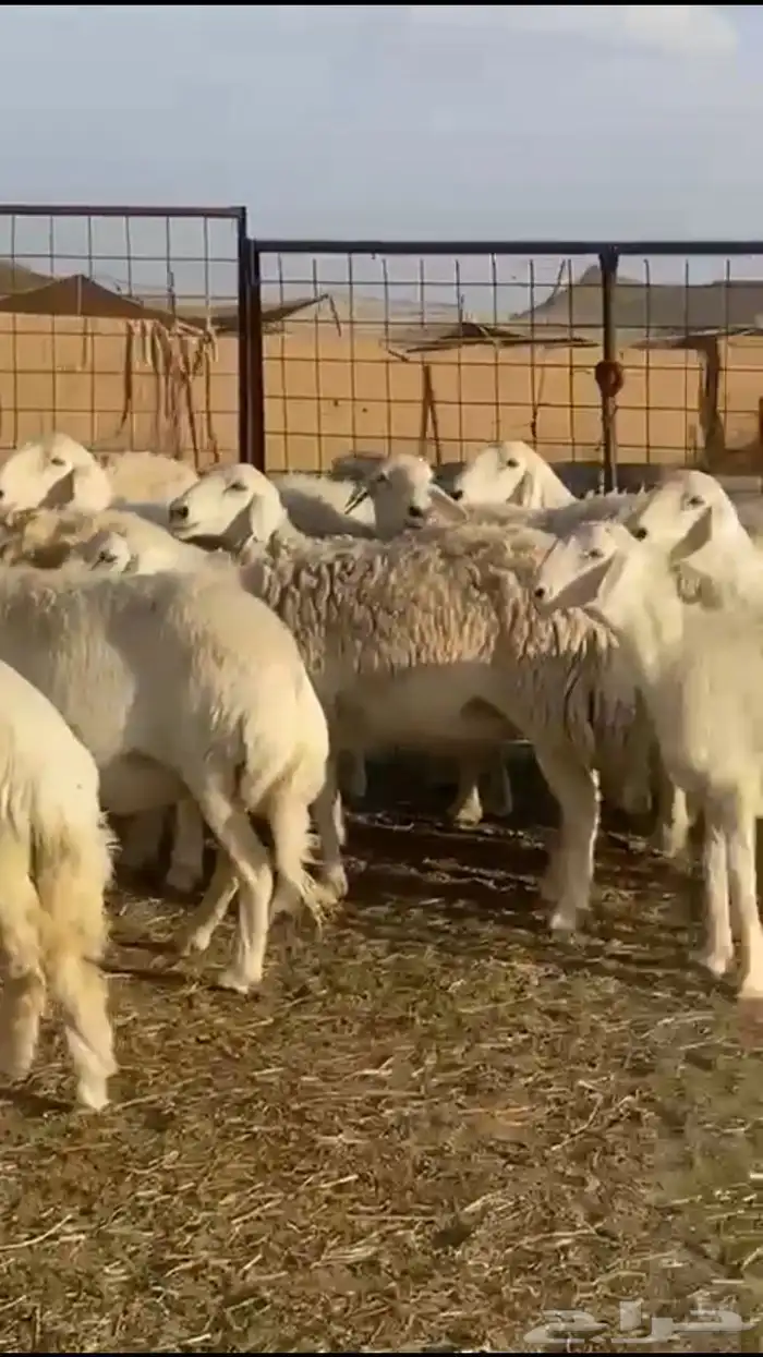 حريات دفيع 3