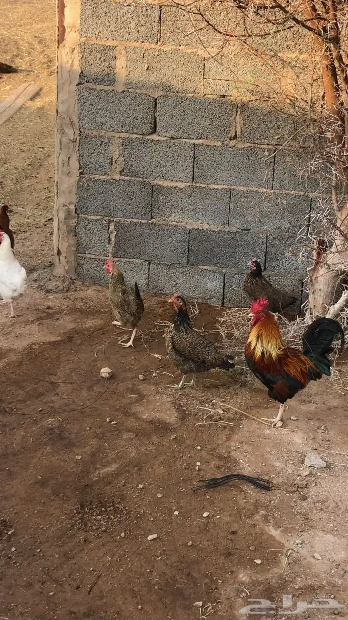 دجاج بلدي بياض 0
