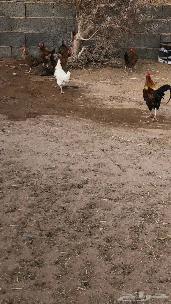 دجاج بلدي بياض 1