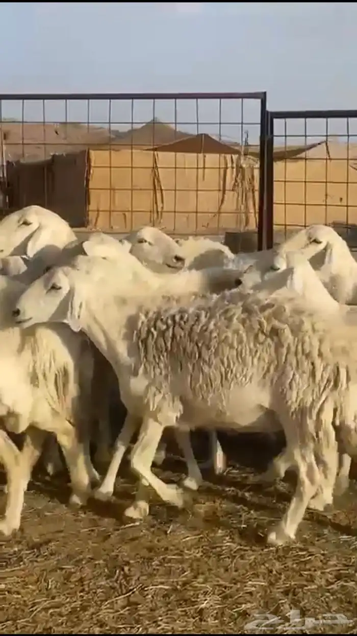 حريات دفيع 26