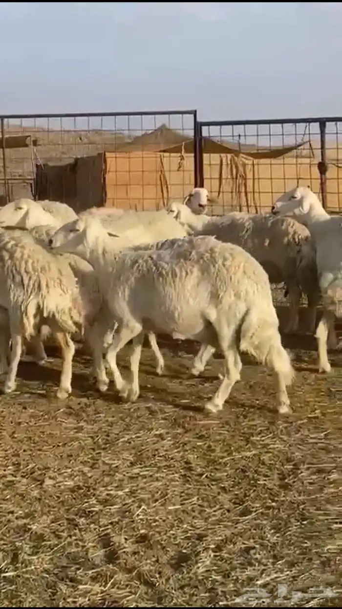 حريات دفيع 34