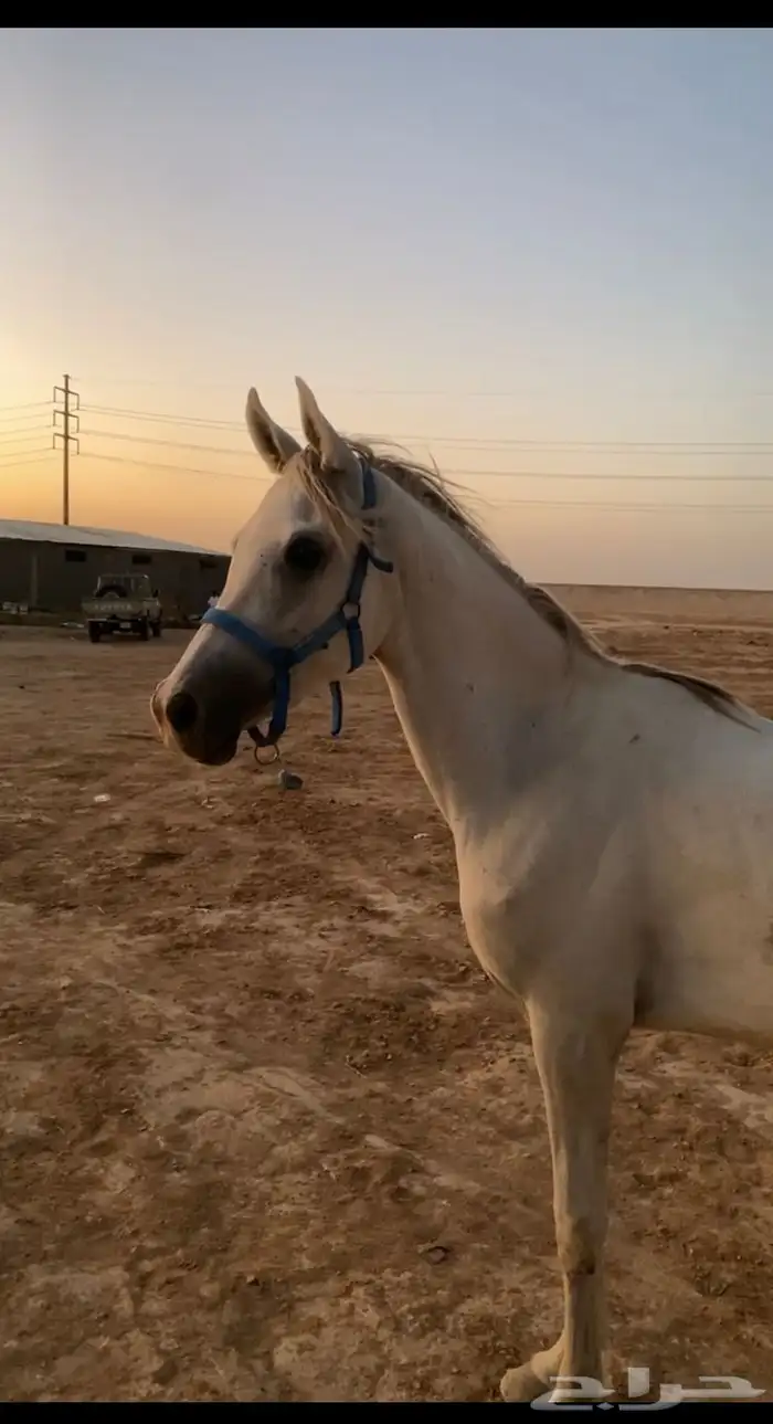 مهره شعبيه للبيع التواصل 1