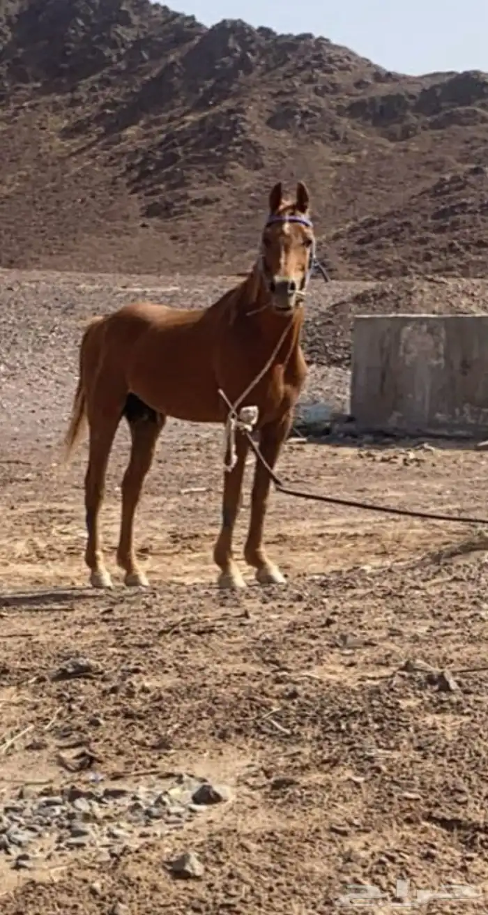خيل 1