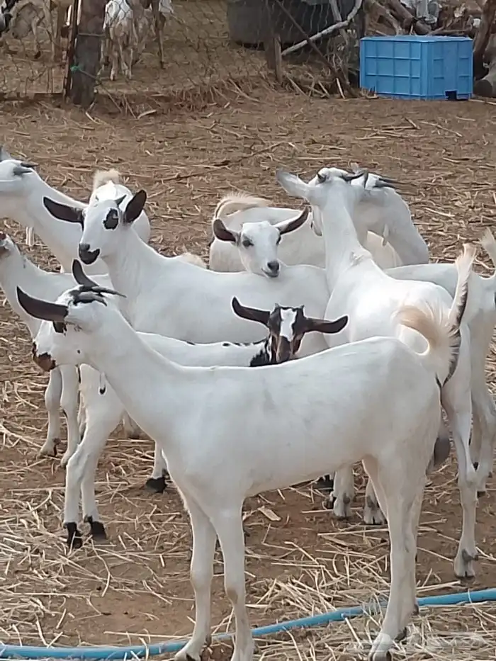 ماعز بيشي وبعض بلدي 4