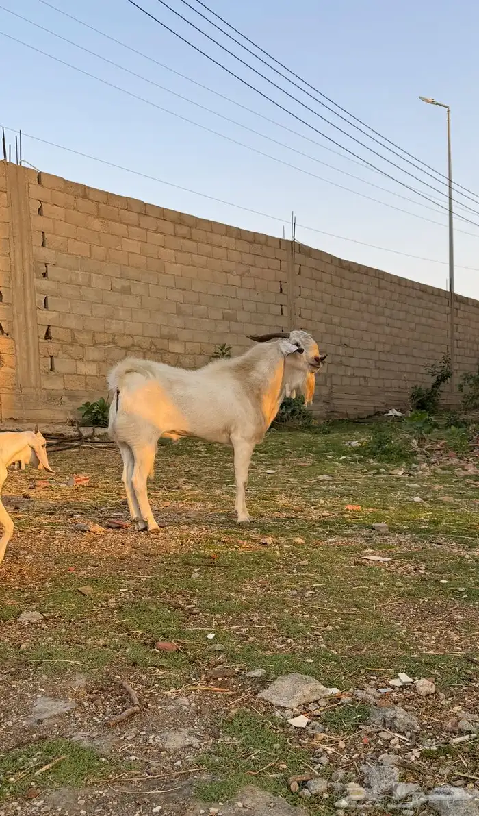 خمس معزا مطورات وجنوبية مع فحل منتج 0