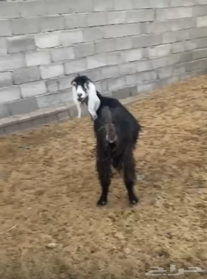 معزى طيبه 3