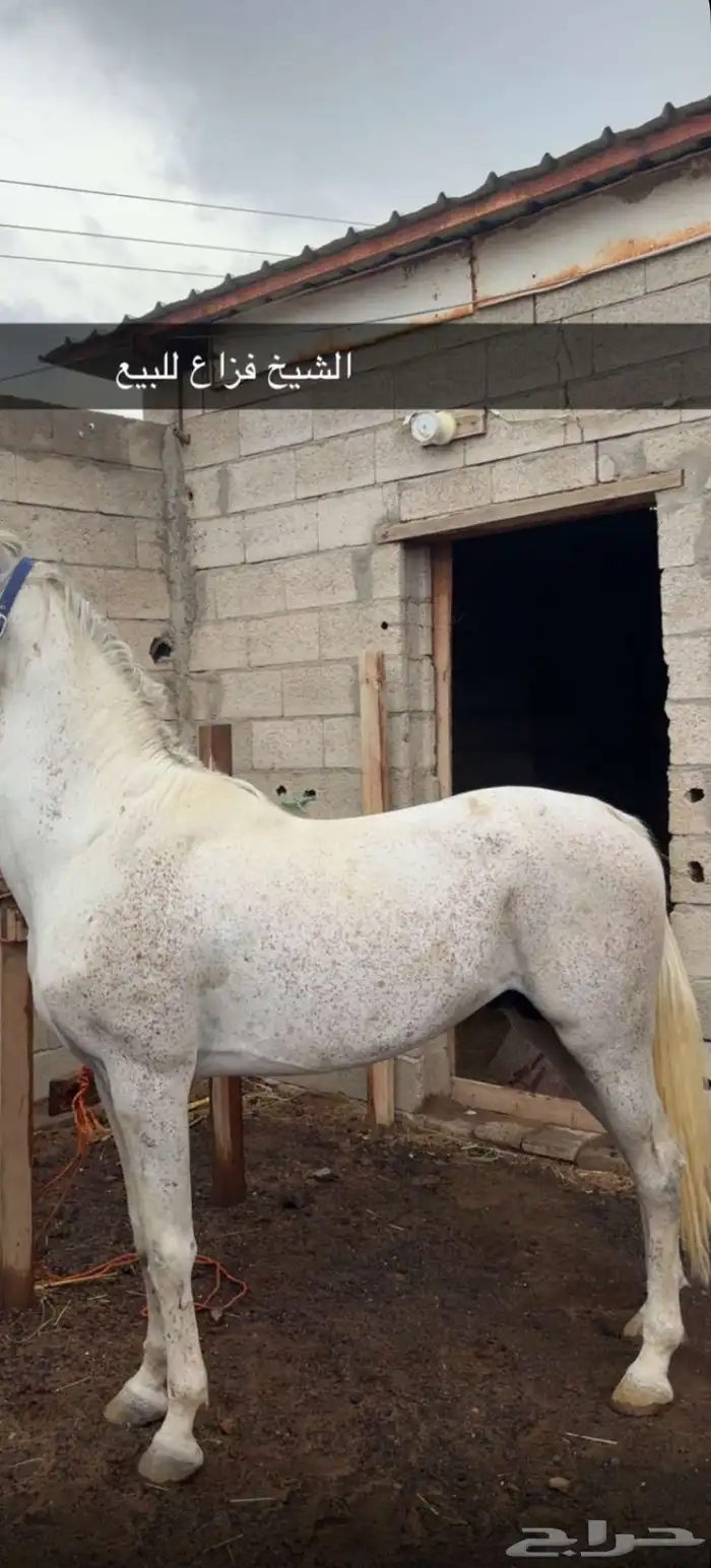 خيل كفو 2