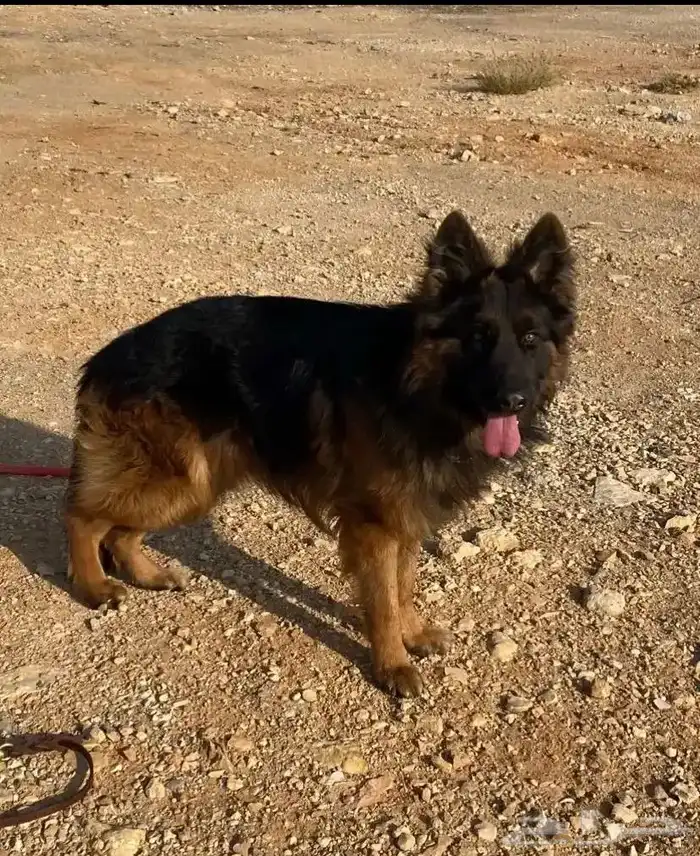 جيرمن شيبرد تلقيح 1